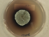 PDAC · 34d · 22C