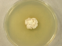 PDAC · 28d · 18C
