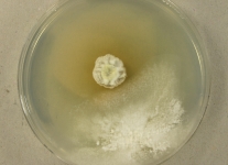PDAC · 14d · 22C