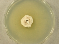 PDAC · 28d · 18C