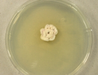 PDAC · 28d · 18C