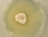 PDAC · 28d · 18C