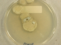 PDAC · 28d · 18C