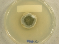 PDAC · 28d · 18C