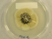 PDAC · 28d · 18C