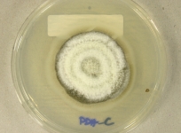 PDAC · 28d · 18C