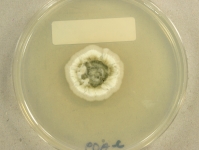 PDAC · 28d · 18C