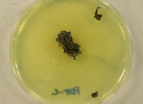 PDAC · 28d · 30C