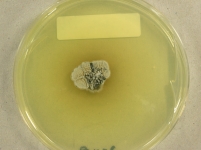 PDAC · 28d · 30C