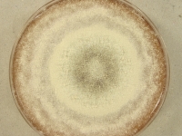 PDA · 14d · 30C
