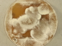 PDAC · 14d · 30C