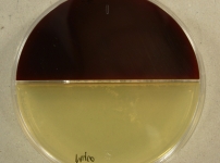 14d · 30C