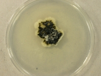 PDAC · 29d · 22C