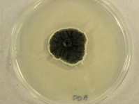 PDA · 35d · 22C