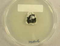 PDAC · 29d · 22C