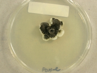 PDAC · 29d · 22C
