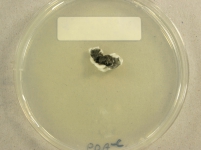 PDAC · 29d · 22C