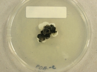 PDAC · 29d · 22C