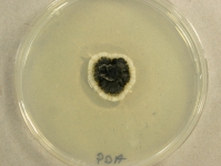 PDA · 28d · 22C