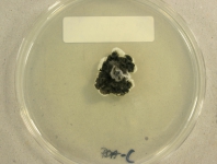PDAC · 29d · 22C