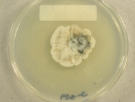 PDAC · 30d · 22C