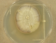 PDAC · 37d · 22C