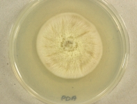 PDA · 35d · 22C