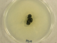 PDA · 14d · 22C