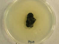 PDA · 28d · 22C