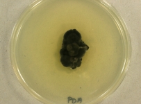 PDA · 35d · 22C