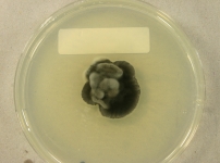 PDAC · 30d · 22C