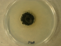 PDA · 36d · 22C