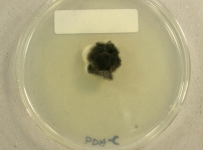 PDAC · 30d · 22C