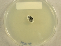 PDAC · 30d · 22C
