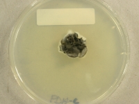 PDAC · 30d · 22C