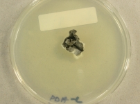 PDAC · 30d · 22C