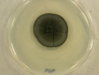 PDA · 35d · 22C