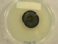 PDAC · 30d · 22C