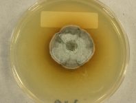 PDAC · 30d · 22C