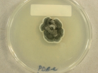 PDAC · 30d · 22C