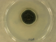 PDA · 36d · 22C