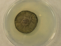PDAC · 28d · 30C