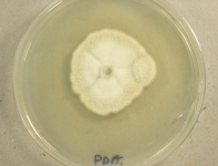 PDA · 7d · 35C