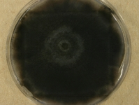 OATC · 52d · 30C