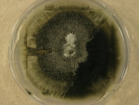 PDAC · 24d · 30C