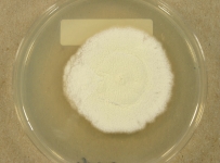 PDAC · 30d · 22C