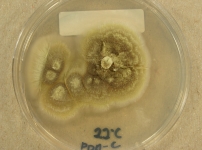 PDAC · 30d · 22C