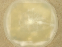 OATC · 42d · 22C