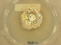 PDAC · 30d · 22C