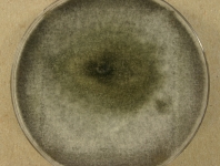 PDAC · 14d · 22C